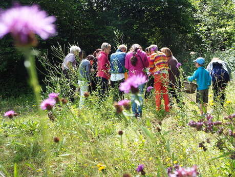 Sortie famille découverte et cuisine des plantes sauvages