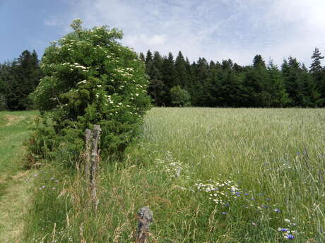 Entre Dore et Dolore, fabriquer son herbier