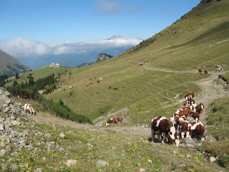 Aller-retour à l'aulp de Seythenex