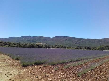 BUOUX - Le plateau des Claparèdes
