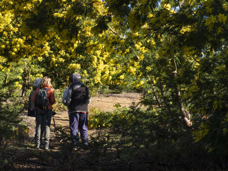 Balades Guidées: Tanneron, le mimosa et les plantes à parfum du Massif