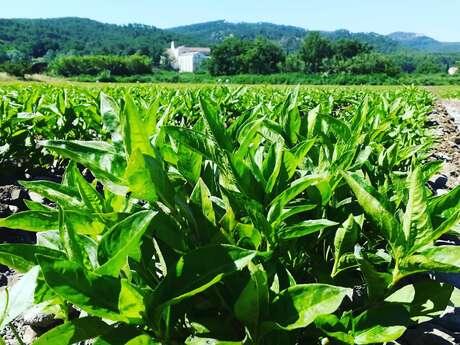 Le Champs des Couleurs