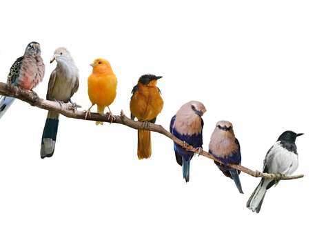 Jeu de piste "A la recherche des oiseaux !"