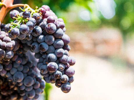 Des vignes à l’Argens à vélo