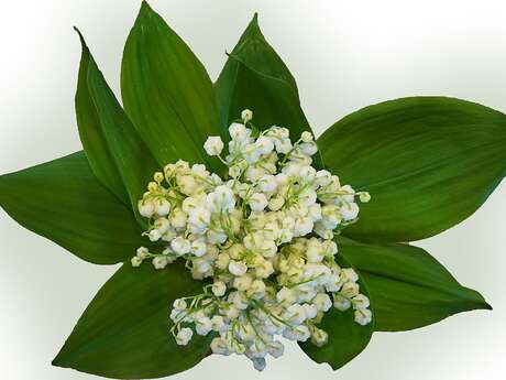 Fête du Muguet