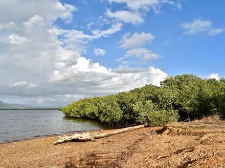 Ouano mangrove