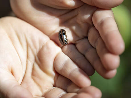 Mountain activity for children 4-7 yo: Let's find out bugs