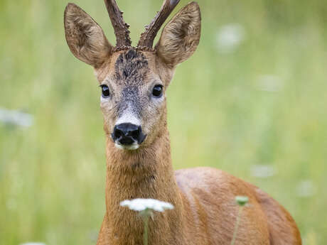 Sur la piste du chevreuil