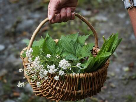 Hautes Herbes - Balades ethnobotaniques au fil des saisons