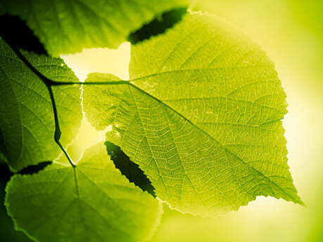 Rando Passion : Rando des sens