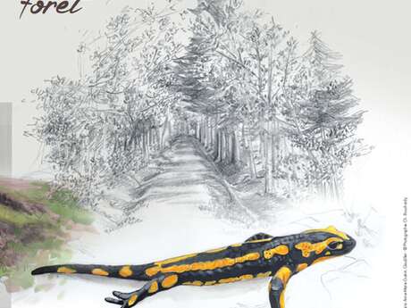 Exposition "Immersion au cœur de 5 forêts sensibles"