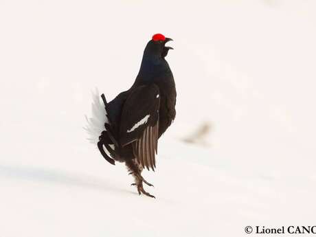 Cinéma de montagne - Conférence "Le Grand Marais"