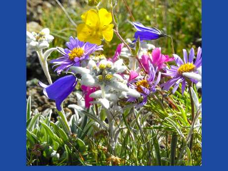 Concours photo : La Flore Alpine Concours photo : La Flore Alpine