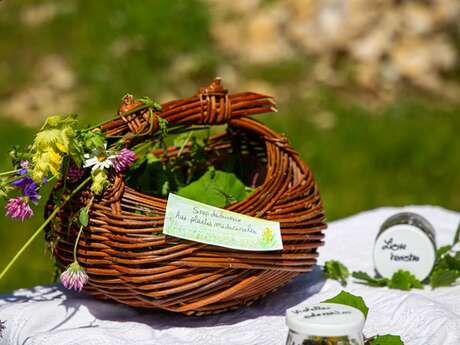 Mon sirop contre la toux : cueillette et transformation de plantes médicinales