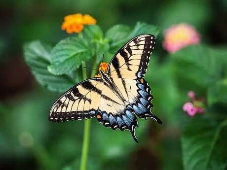Fête de la nature : À la découverte de la biodiversité du Parc Saint-Benoît