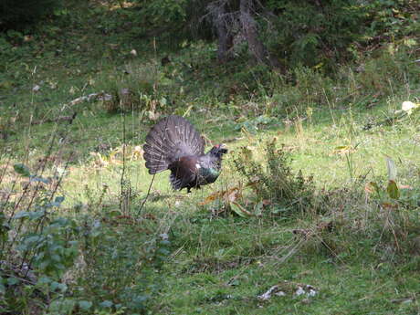 Auf Entdeckungstour mit dem Auerhuhn