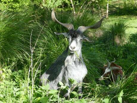 Visite de la ferme Api‑Rove du Frou