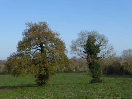 Balade nature : Vie sauvage !