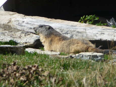 Hiking: On the approach of the Marmots and Chamois of Aravis