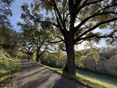 Conférence "Les arbres, intérêts, plantation et entretien"