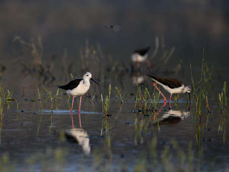 Oiseaux et orchidées des anciens salins de Fos