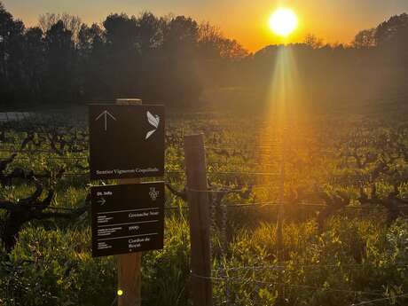 Sentier Coquillade – Parcours viticole avec dégustation des vins du domaine