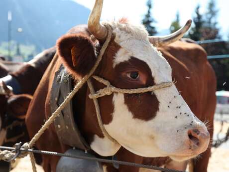 Concours agricole de la race Abondance