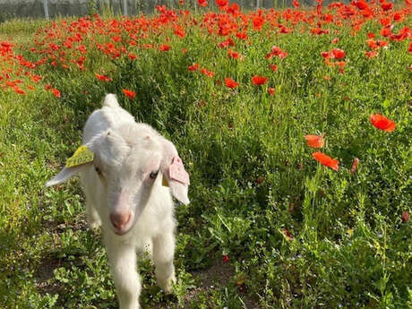 À la rencontre des savoir-faire des Alpilles :  La petite ferme de St Rémy
