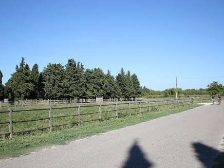Saint Andiol - Verquières : L'arbre et le patrimoine