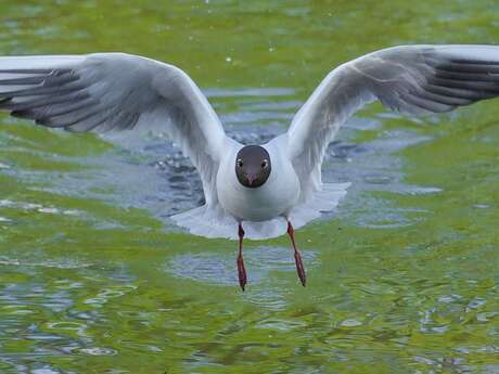 Entre Alpilles, Crau et Camargue, initiation aux oiseaux d'hiver