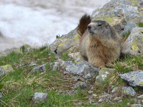 Escursione scoperta: Incontro con le marmotte