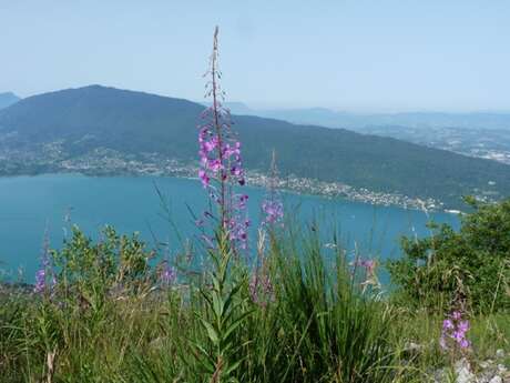 Tour du lac d’Annecy. Col de Bluffy ou Menthon Saint Bernard - Annecy Parking  impérial Palace (450 m) . Etape 06