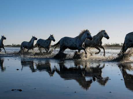 Séjour d'exception en Camargue