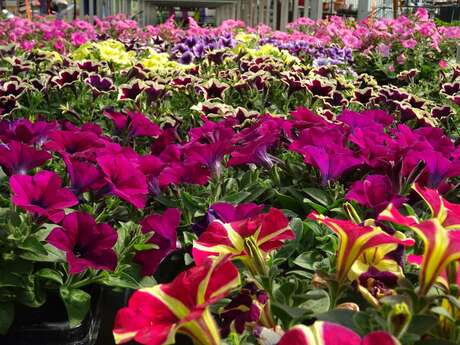 Horticulture Signoret