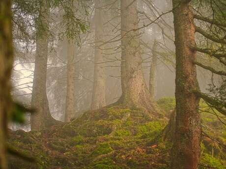 Biodiversité des forêts de montagne du Forez - Instants Curieux