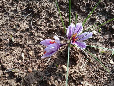 Safran des Pierres Blanches