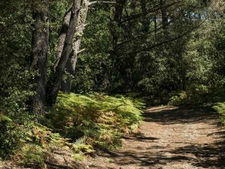 Excursión por el bosque