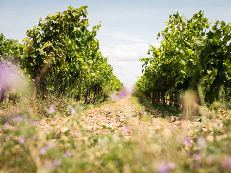 Le voyage du raisin : de la vigne au vin