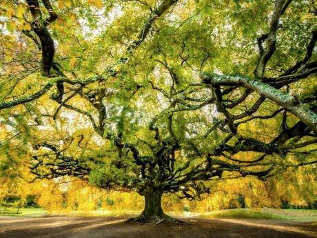 Exposition Les arbres remarquables de France
