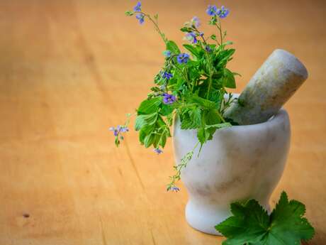 Balade - Plantes de colline pour remèdes de grand-mère