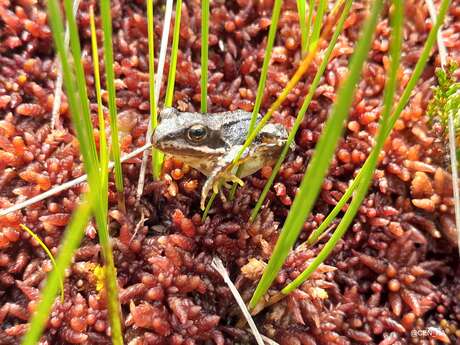A la découverte des amphibiens et de l'écosystème de la mare