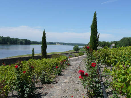 Sainte-Gemmes-sur-Loire - from flower to river