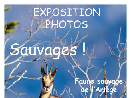 Sauvages ! - Photographies de la faune sauvage de l'Ariège