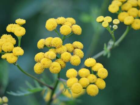 Immortelle, the golden flower of the Var region