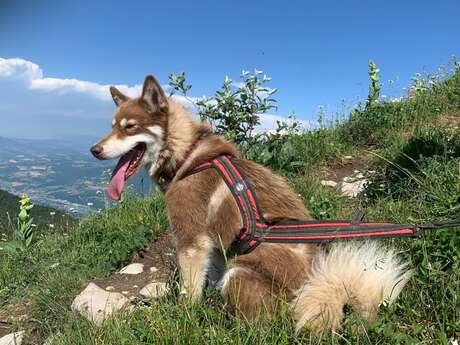 Journée multi-activités : cani rando, sculpture sur bois