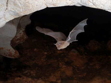 Nuit de la chauve-souris dans la Réserve naturelle régionale des gorges de Daluis