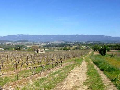 VTT n°28 - Escapade dans les vignes