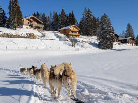 Chalet des Sibériens - Initiation à la conduite de traineaux journée (hiver)