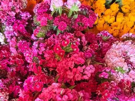 EINLADUNG ZUM BLUMENPFLÜCKEN FÜR DEN BLUMENKORSO VON OLLIOULES