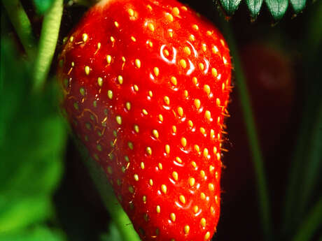 Fraises de Larroque